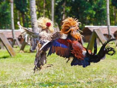 ಕೋಳಿ ಅಂಕದ ಮೇಲೆ ಧರ್ಮಸ್ಥಳ ಪೊಲೀಸರ&nbsp;ದಾಳಿ